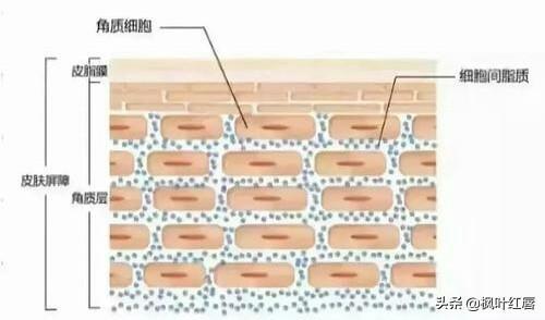 曼秀雷敦新碧防晒霜好不好50+（曼秀雷敦新碧防晒霜好不好）-第2张图片