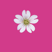 PhotoShop打造漂亮的花草装饰艺术字效果教程