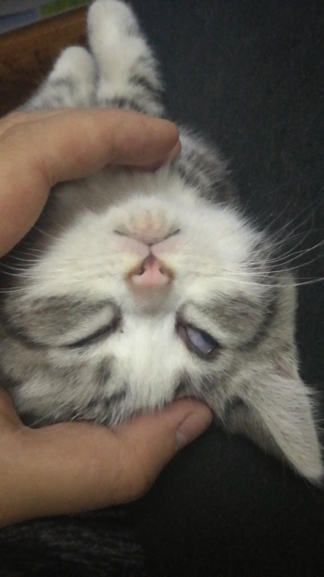 挪威森林猫多少钱一只（西伯利亚森林猫多少钱一只）-第4张图片