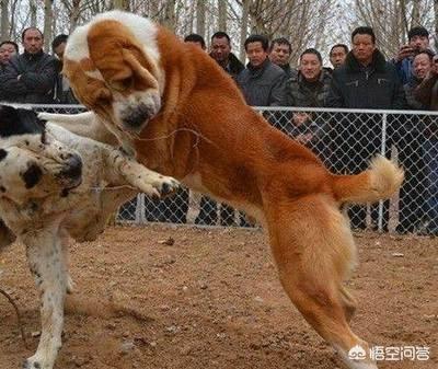 爱尔兰猎狼犬多少钱一只（爱尔兰猎狼犬价格是多少钱一条）-第3张图片