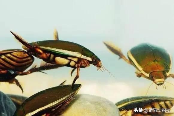 缩头鱼虱图片（缩头鱼虱幼虫图片）-第6张图片