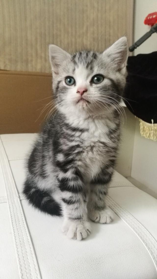 挪威森林猫多少钱一只（西伯利亚森林猫多少钱一只）-第1张图片