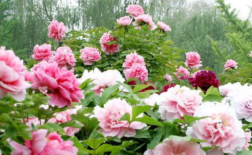 中国的十大名花是哪些花（中国的十大名花有哪些花）-第4张图片