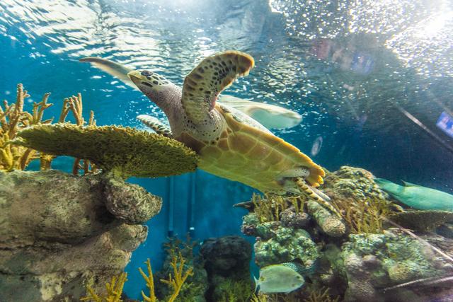 上海水族馆官网购票（上海水族馆官网购票预订）-第7张图片