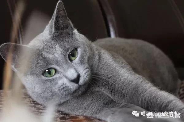 世界上最大的猫是什么品种图（世界上最好的猫是什么品种）-第7张图片