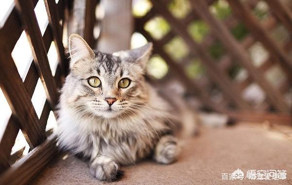 世界上最大的猫是什么品种图（世界上最好的猫是什么品种）-第3张图片