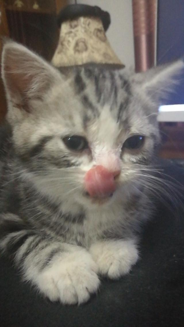 挪威森林猫多少钱一只（西伯利亚森林猫多少钱一只）-第6张图片