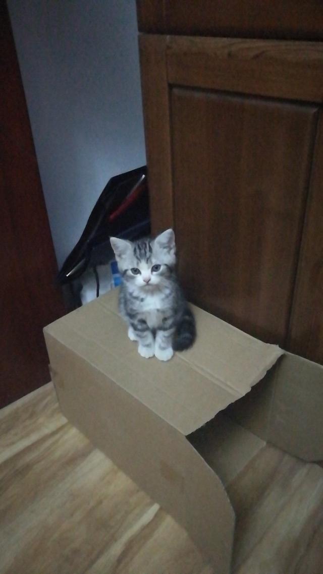 挪威森林猫多少钱一只（西伯利亚森林猫多少钱一只）-第2张图片