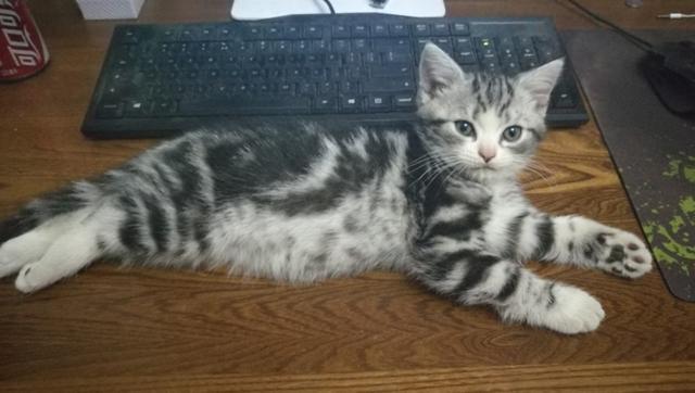 挪威森林猫多少钱一只（西伯利亚森林猫多少钱一只）-第3张图片