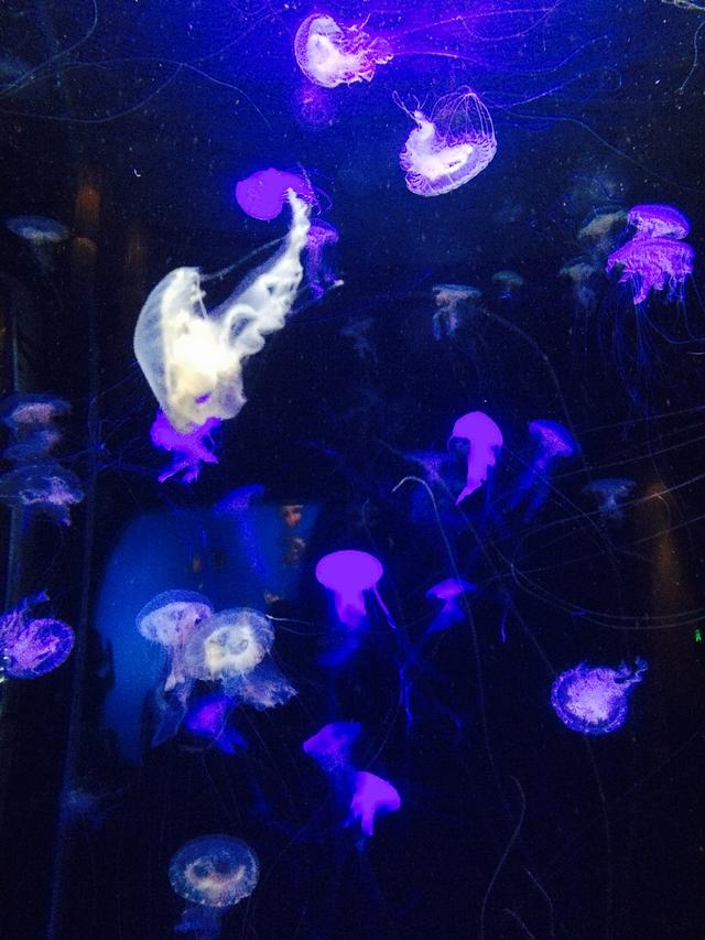 上海水族馆官网购票（上海水族馆官网购票预订）-第9张图片