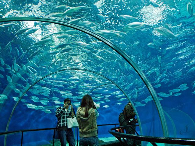 上海水族馆官网购票（上海水族馆官网购票预订）-第4张图片
