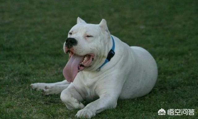 猛犬排行榜前100名图片（世界猛犬排行榜前100名）-第3张图片