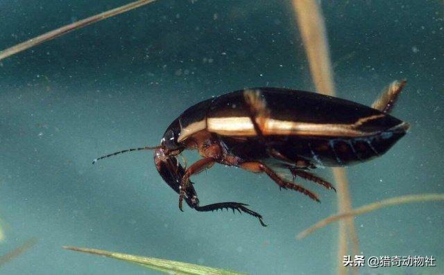 缩头鱼虱图片（缩头鱼虱幼虫图片）-第4张图片