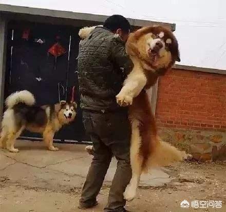 爱尔兰猎狼犬多少钱一只（爱尔兰猎狼犬价格是多少钱一条）-第7张图片