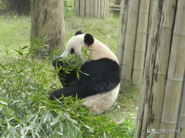 安吉旅游景点推荐（安吉有哪些旅游景点最好玩）-第7张图片