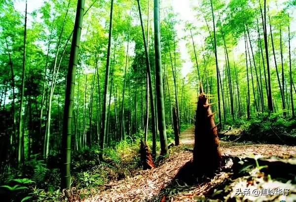 安吉旅游景点推荐（安吉有哪些旅游景点最好玩）-第1张图片