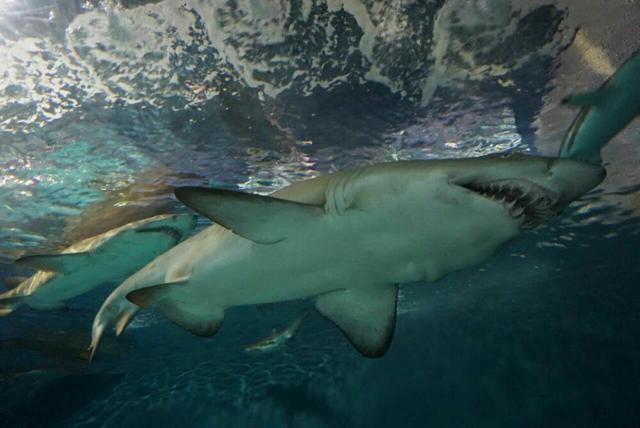 上海水族馆官网购票（上海水族馆官网购票预订）-第11张图片