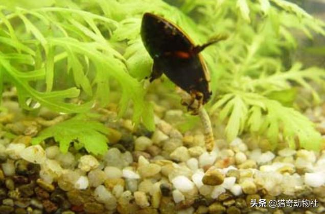 缩头鱼虱图片（缩头鱼虱幼虫图片）-第5张图片