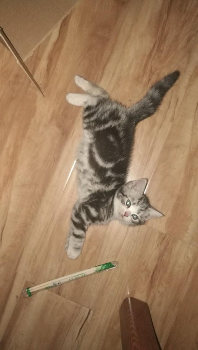 挪威森林猫多少钱一只（西伯利亚森林猫多少钱一只）-第7张图片