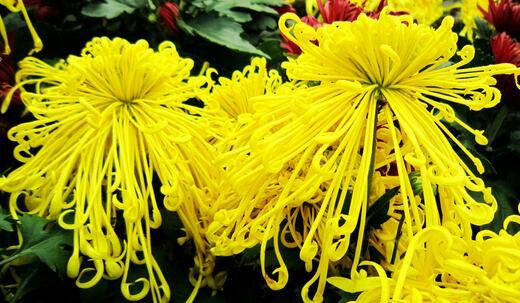 中国的十大名花是哪些花（中国的十大名花有哪些花）-第5张图片