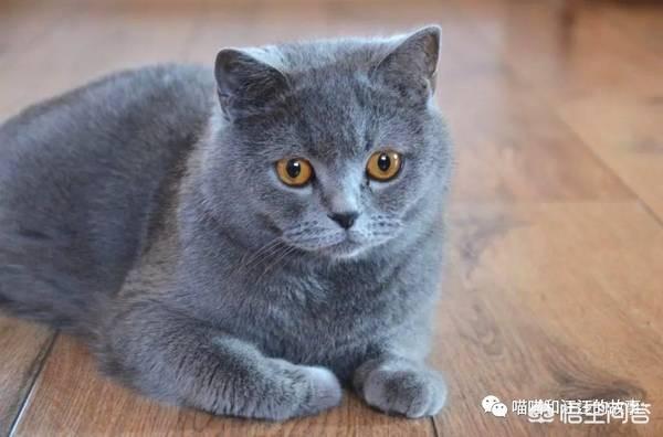 世界上最大的猫是什么品种图（世界上最好的猫是什么品种）-第5张图片