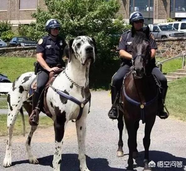 爱尔兰猎狼犬多少钱一只（爱尔兰猎狼犬价格是多少钱一条）-第1张图片