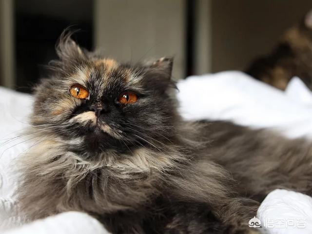 天然猫粮有哪些（天然猫粮哪个牌子好性价比高）-第2张图片