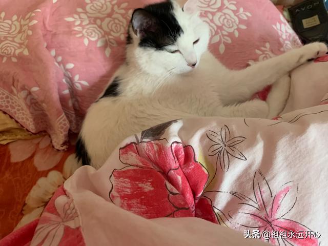 猫粮品牌十大排行国产（进口猫粮品牌十大排行）-第5张图片