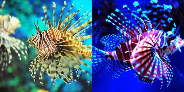 上海水族馆官网购票（上海水族馆官网购票预订）-第8张图片