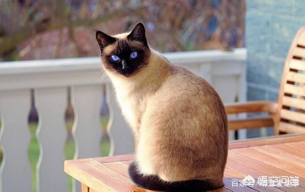 世界上最大的猫是什么品种图（世界上最好的猫是什么品种）-第4张图片