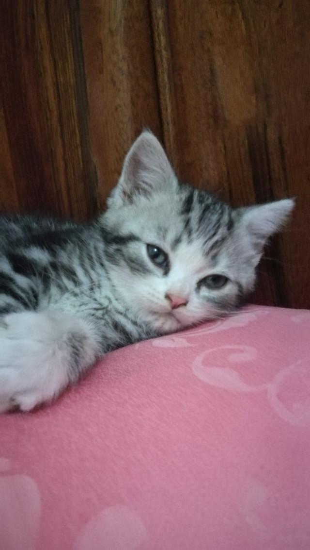 挪威森林猫多少钱一只（西伯利亚森林猫多少钱一只）-第8张图片