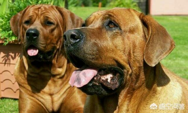 猛犬排行榜前100名图片（世界猛犬排行榜前100名）-第2张图片