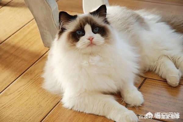 世界上最大的猫是什么品种图（世界上最好的猫是什么品种）-第1张图片